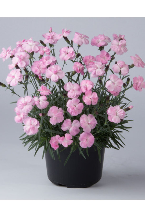 Goździk ogrodowy 'Dinetta Soft Pink' | Dianthus caryophyllus