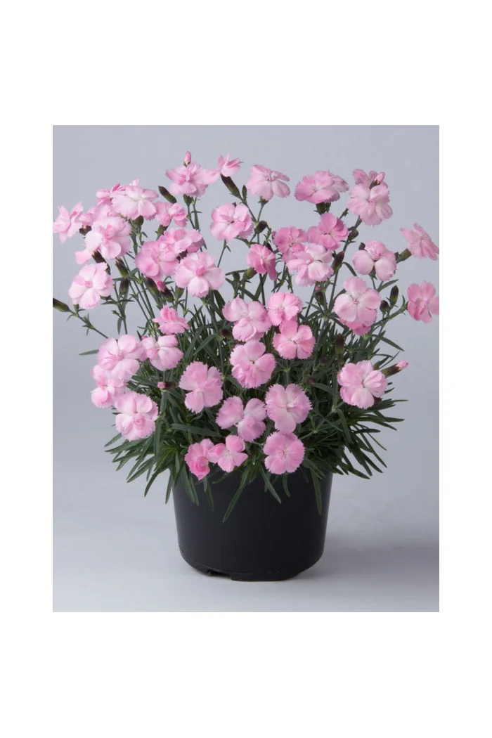 Goździk ogrodowy 'Dinetta Soft Pink' | Dianthus caryophyllus