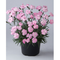Goździk ogrodowy 'Dinetta Soft Pink' | Dianthus caryophyllus