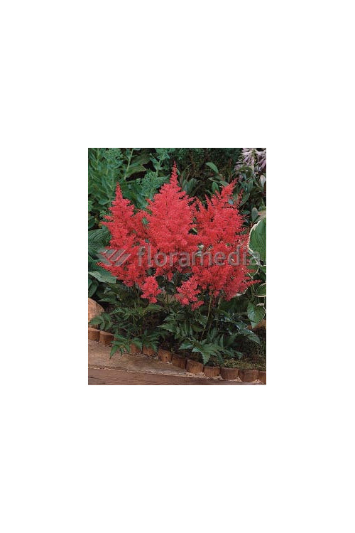 tawułka, tawułka arendsa, tawułka czerwona, tawułka fanal, astilbe