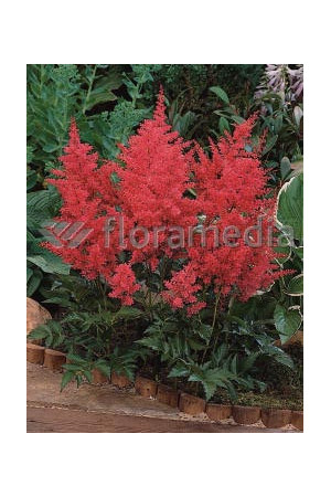 tawułka, tawułka arendsa, tawułka czerwona, tawułka fanal, astilbe