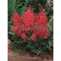 tawułka, tawułka arendsa, tawułka czerwona, tawułka fanal, astilbe