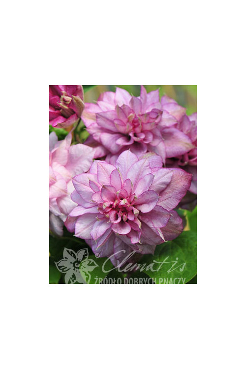 Powojnik 'Innocent Glance' | Clematis