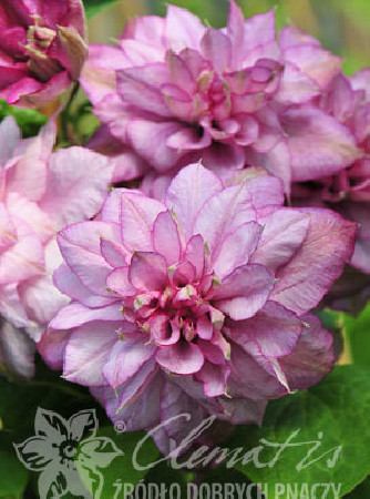 Powojnik 'Innocent Glance' | Clematis
