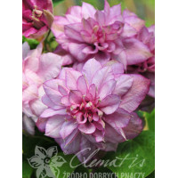 Powojnik 'Innocent Glance' | Clematis