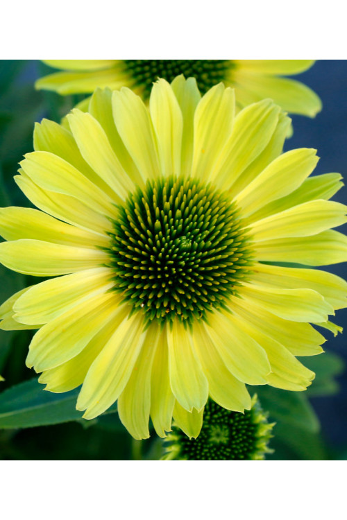 Jeżówka 'Kismet Kiwi' | Echinacea