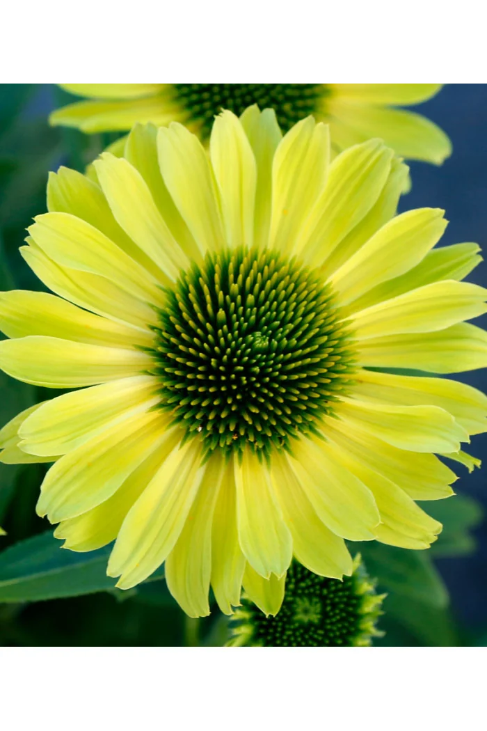 Jeżówka 'Kismet Kiwi' | Echinacea