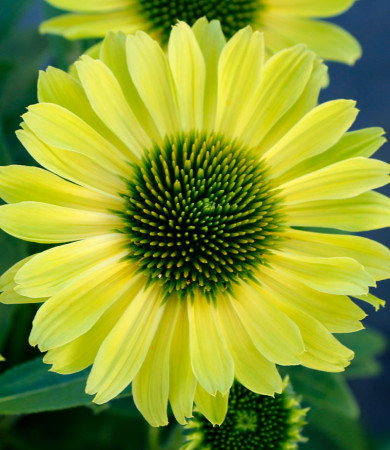 Jeżówka 'Kismet Kiwi' | Echinacea