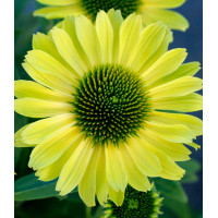 Jeżówka 'Kismet Kiwi' | Echinacea