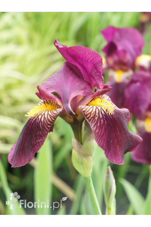 Kosaciec bródkowy 'Sarah Elizabeth' | Iris x barbata