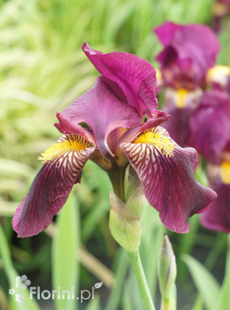 Kosaciec bródkowy 'Sarah Elizabeth' | Iris x barbata