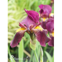 Kosaciec bródkowy 'Sarah Elizabeth' | Iris x barbata
