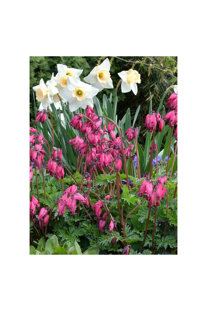 Serduszka 'Amore Rose' | Dicentra