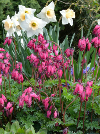 Serduszka 'Amore Rose' | Dicentra