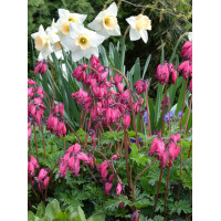 Serduszka 'Amore Rose' | Dicentra