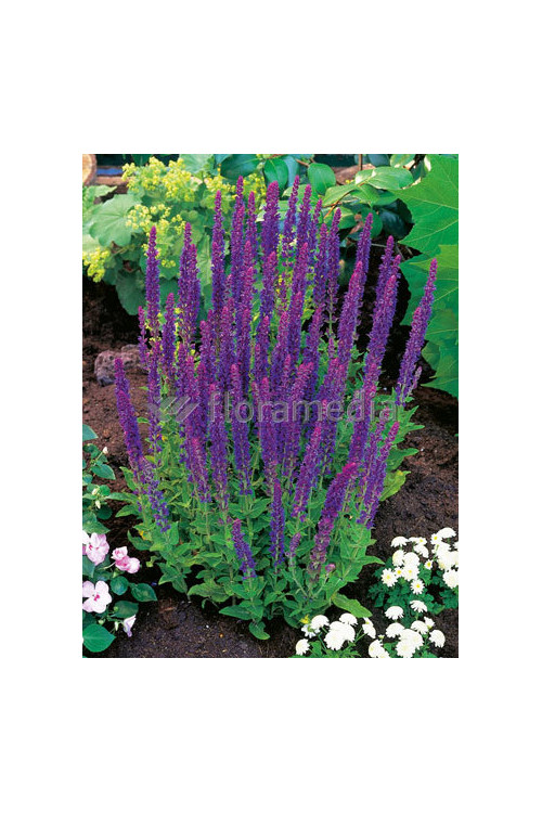 Szałwia omszona 'Ostfriesland' Salvia nemorosa