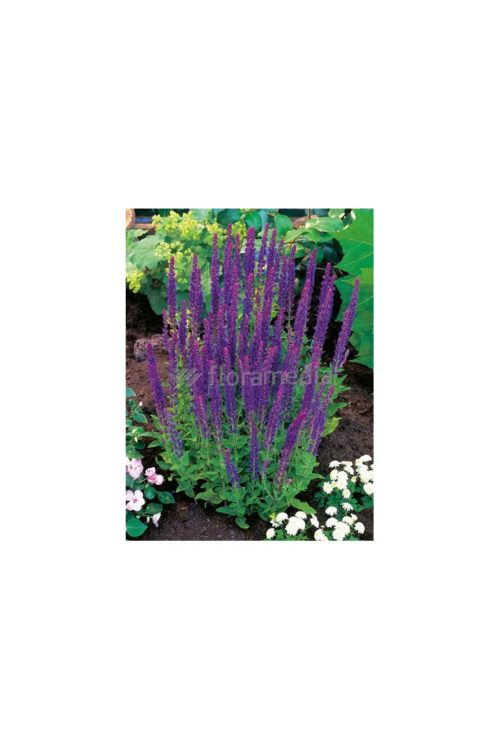 Szałwia omszona 'Ostfriesland' Salvia nemorosa