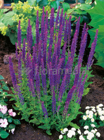 Szałwia omszona 'Ostfriesland' Salvia nemorosa