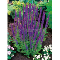 Szałwia omszona 'Ostfriesland' Salvia nemorosa