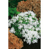 Floks szydlasty 'Fabulous White' | Phlox subulata