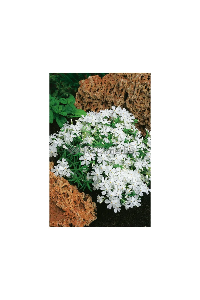 Floks szydlasty 'Fabulous White' | Phlox subulata