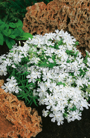 Floks szydlasty 'Fabulous White' | Phlox subulata