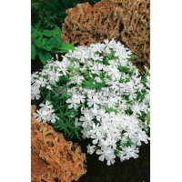 Floks szydlasty 'Fabulous White' | Phlox subulata
