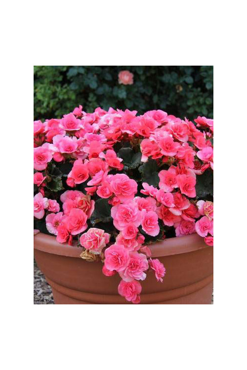 Begonia Solenia 'Light Pink'