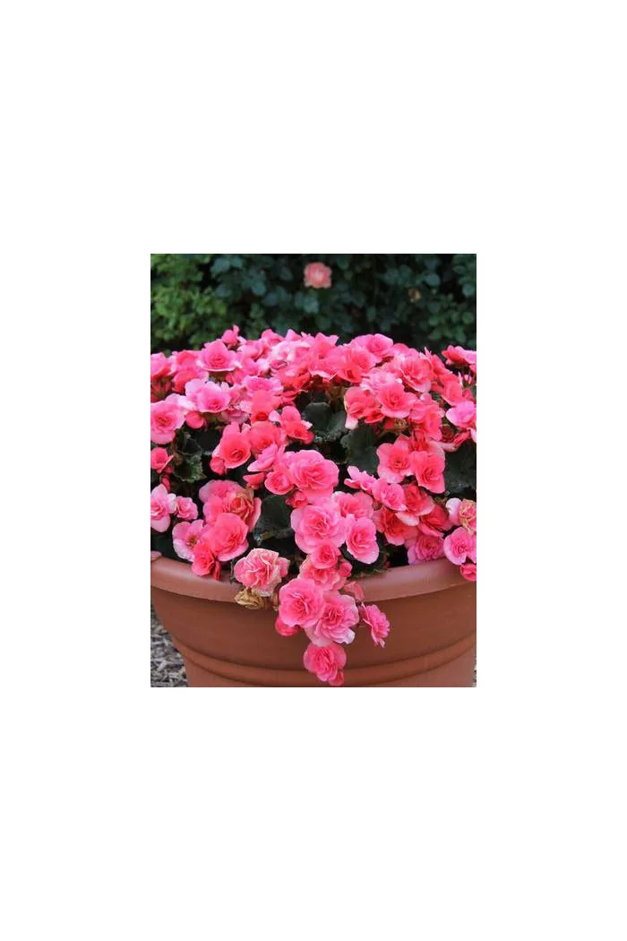 Begonia Solenia 'Light Pink'