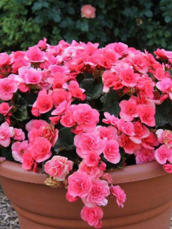 Begonia Solenia 'Light Pink'