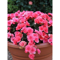 Begonia Solenia 'Light Pink'