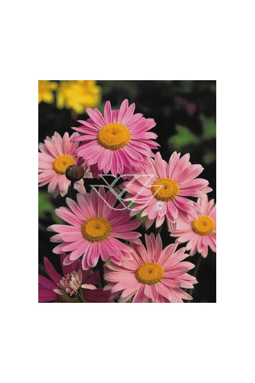 złocień, złocień robinson rosa