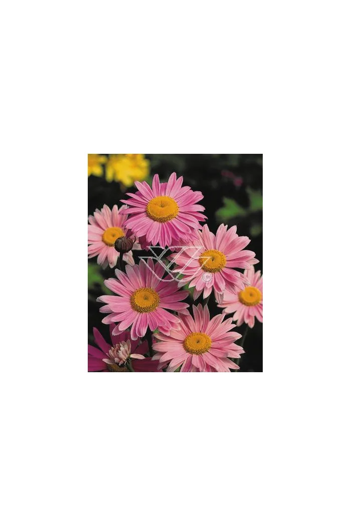 złocień, złocień robinson rosa