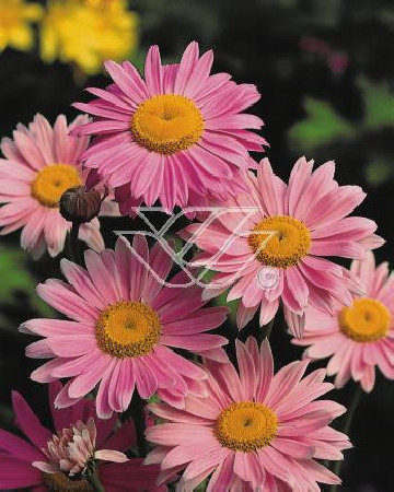 złocień, złocień robinson rosa