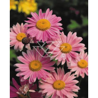 złocień, złocień robinson rosa