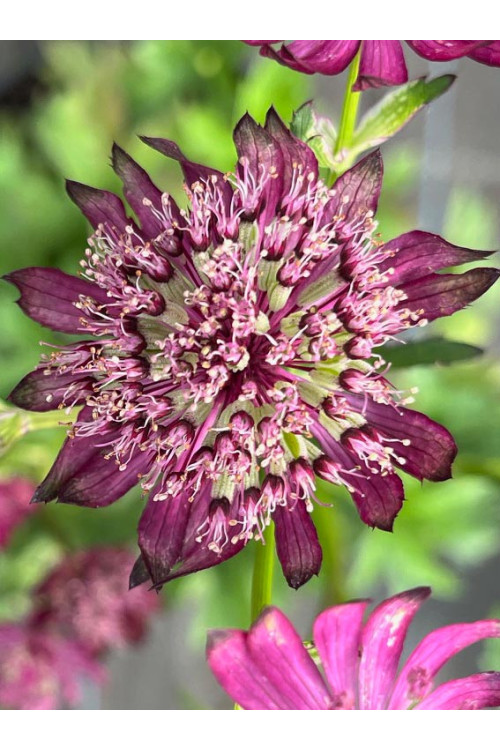 Jarzmianka 'Sparkling Stars Red' | Astrantia