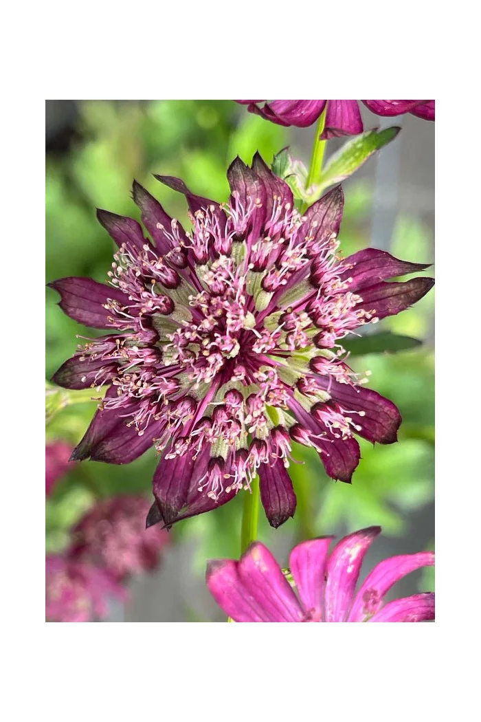 Jarzmianka 'Sparkling Stars Red' | Astrantia