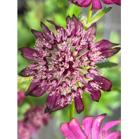 Jarzmianka 'Sparkling Stars Red' | Astrantia