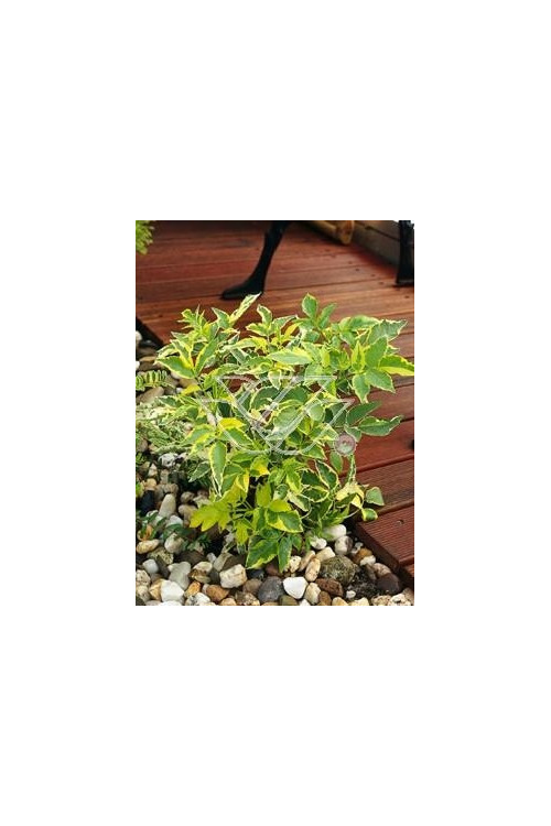 Bez czarny 'Variegata' Sambucus nigra