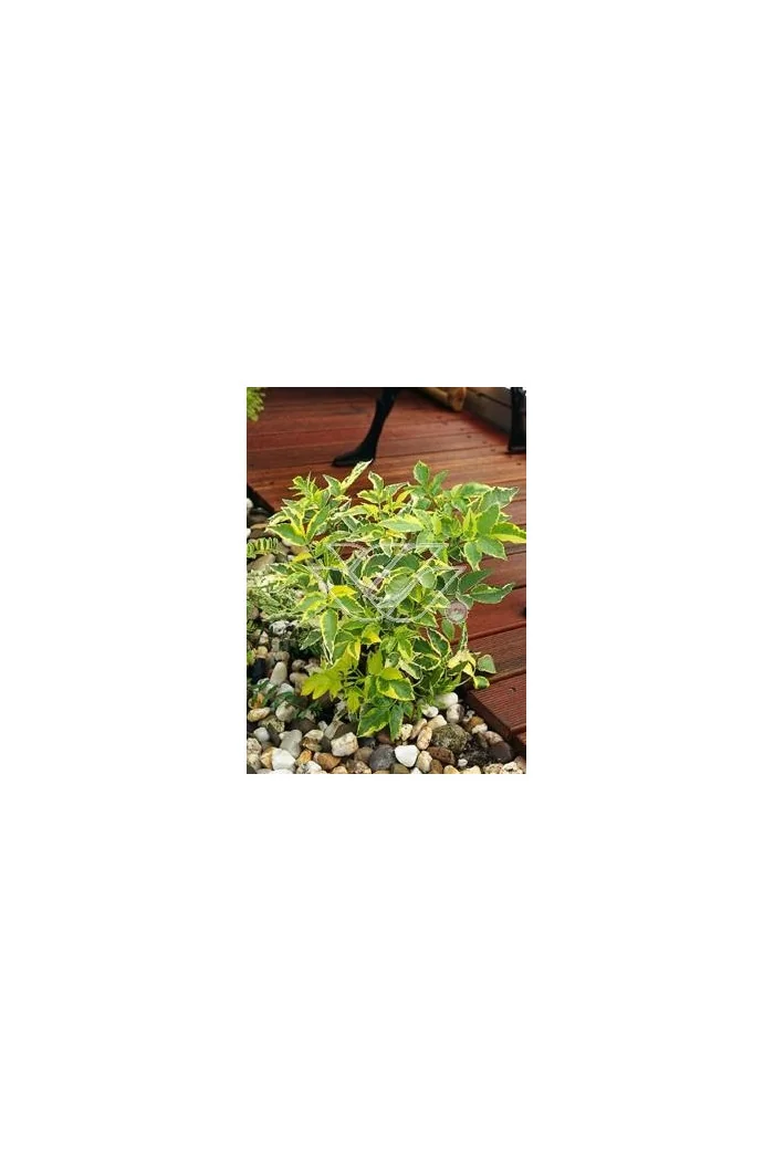 Bez czarny 'Variegata' Sambucus nigra