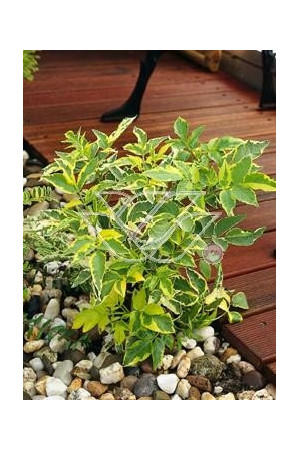 Bez czarny 'Variegata' Sambucus nigra