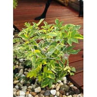 Bez czarny 'Variegata' Sambucus nigra