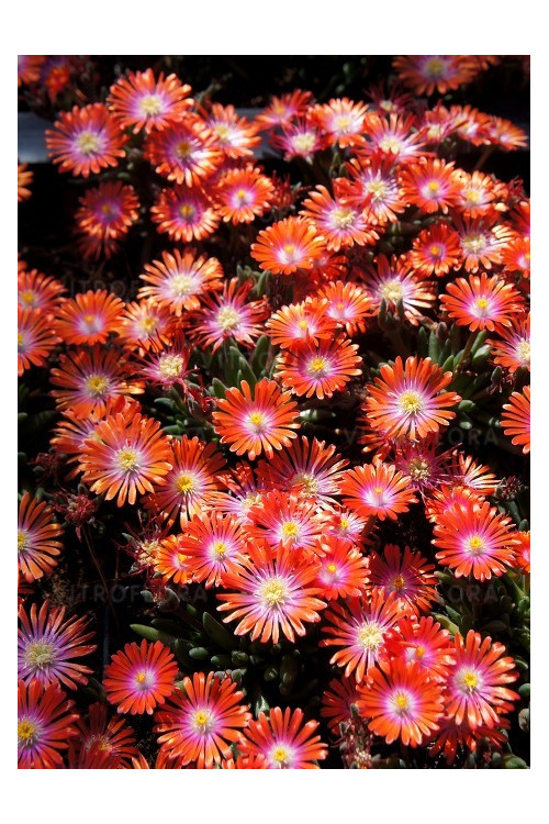 Słonecznica 'Jewel of Desert Sunstone' Delosperma