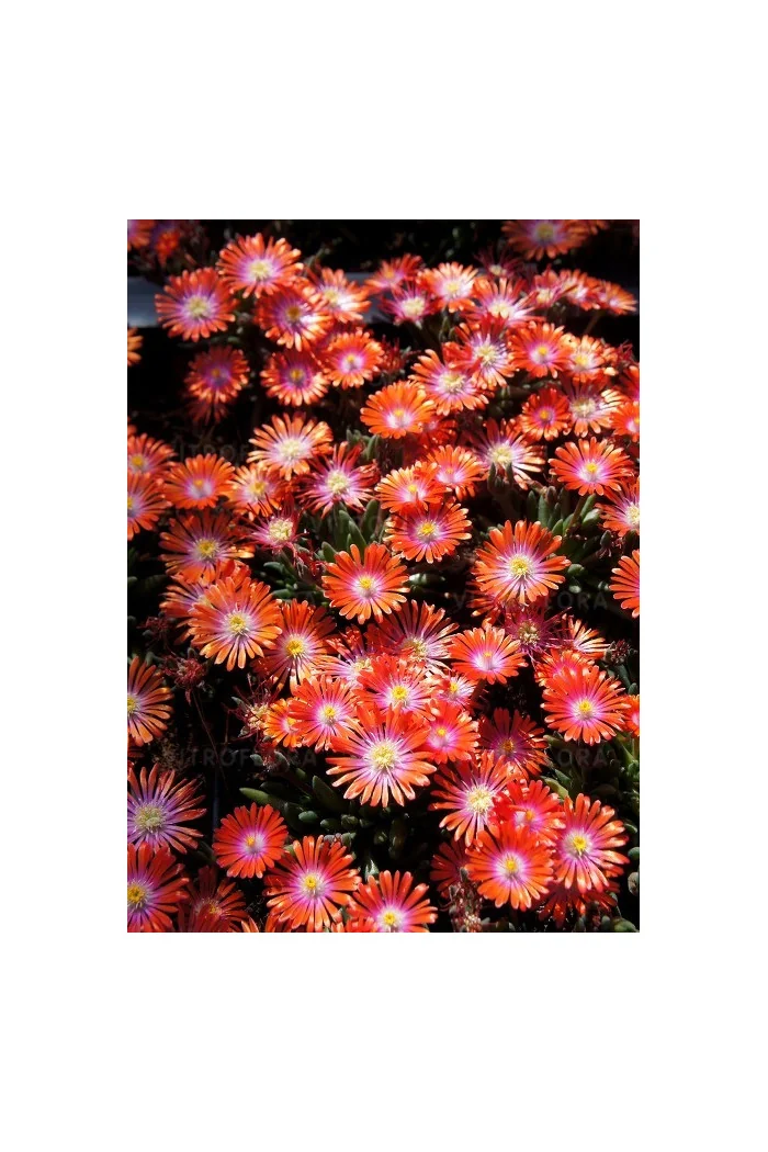 Słonecznica 'Jewel of Desert Sunstone' Delosperma