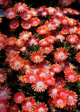 Słonecznica 'Jewel of Desert Sunstone' Delosperma