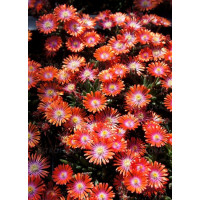Słonecznica 'Jewel of Desert Sunstone' Delosperma