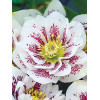 Ciemiernik orientalny 'Double Pink Spotted' Helleborus orientalis