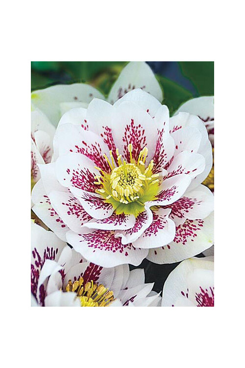 Ciemiernik orientalny 'Double Pink Spotted' Helleborus orientalis