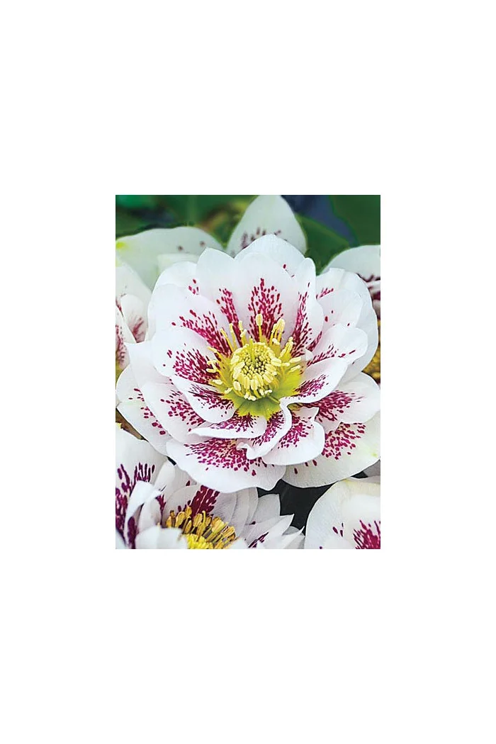 Ciemiernik orientalny 'Double Pink Spotted' Helleborus orientalis