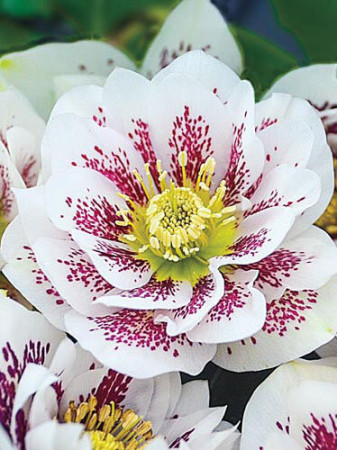 Ciemiernik orientalny 'Double Pink Spotted' Helleborus orientalis